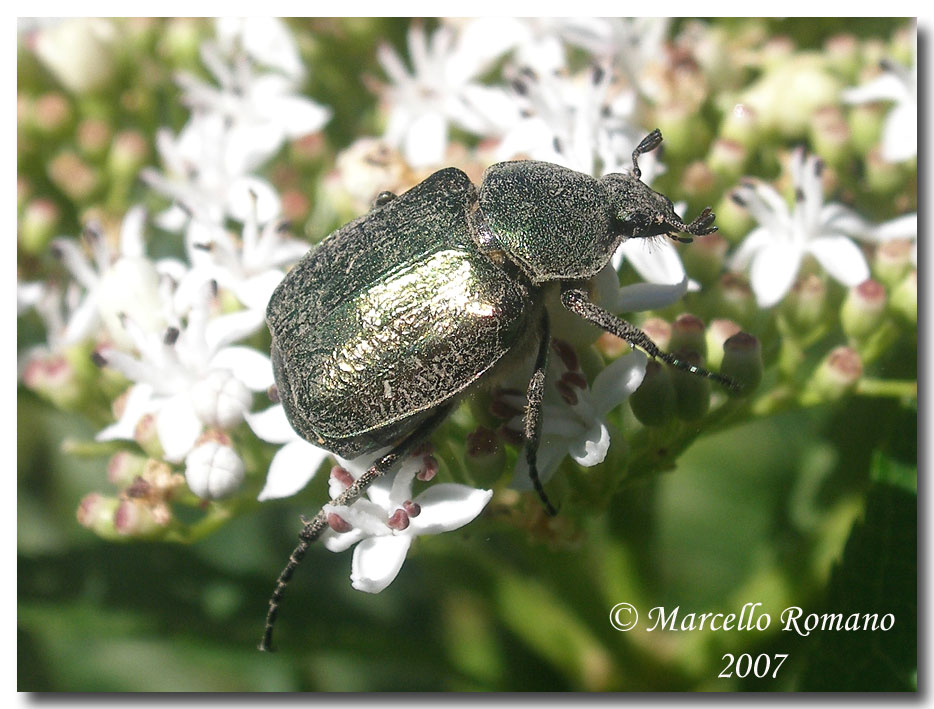 A spasso sulle Alpi Marittime: 6.Gnorimus nobilis (L., 1758)